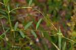 Lentil vetch